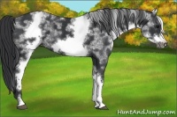 Horse Color:White Spotted Black Frame 