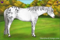 Horse Color:White Spotted Black Frame Appaloosa 