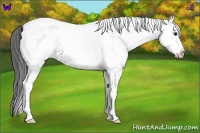 Horse Color:White Spotted Black Appaloosa 