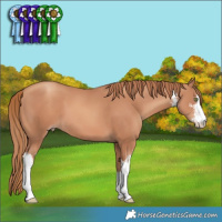 Horse Color:White Spotted Gold Champagne 