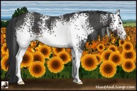 Horse Color:White Spotted Brown Roan