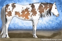 Horse Color:White Spotted Buckskin Splash 