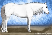Horse Color:Blue Roan Splash Tobiano Appaloosa 
