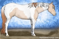 Horse Color:Buckskin Roan Pearl Tobiano Rabicano