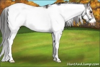 Horse Color:Bay Sabino Frame Appaloosa 
