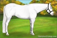 Horse Color:Palomino Pearl Splash Tobiano Appaloosa 