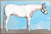 Horse Color:Bay Tobiano Frame Varnish Rabicano
