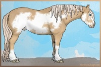 Horse Color:Palomino Sabino Frame 