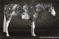 Horse Color:White Spotted Liver Chestnut 