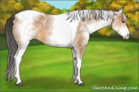 Horse Color:White Spotted Buckskin Tobiano 
