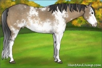 Horse Color:Buckskin Dun Sabino Splash Rabicano