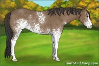 Horse Color:White Spotted Buckskin Sabino Rabicano