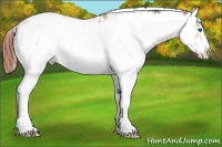 Horse Color:Bay Dun Sabino Splash Frame Near Leopard 