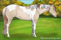 Horse Color:Buckskin Pearl Tobiano Rabicano 