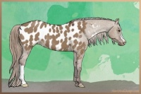 Horse Color:Liver Red Dun Appaloosa