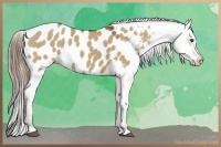 Horse Color:Liver Red Dun Appaloosa