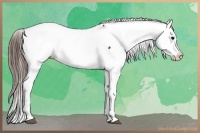 Horse Color:Brown Frame Appaloosa