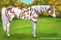 Horse Color:White Spotted Silver Bay Appaloosa