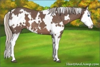 Horse Color:White Spotted Silver Black Splash
