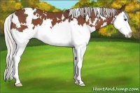 Horse Color:White Spotted Silver Bay Splash