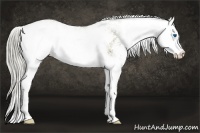 Horse Color:Chocolate Palomino Sabino Splash 