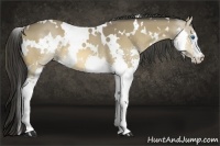 Horse Color:White Spotted Buckskin Splash 