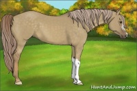 Horse Color:Chocolate Palomino Dun 