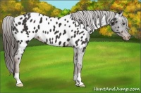 Horse Color:Liver Chestnut Appaloosa 