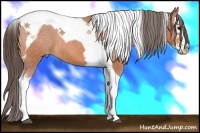 Horse Color:Bay Splash Tobiano Appaloosa
