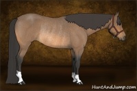 Horse Color:Buckskin Roan Rabicano 