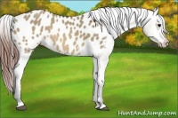 Horse Color:Brown Dun Appaloosa