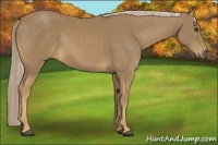 Horse Color:Palomino 