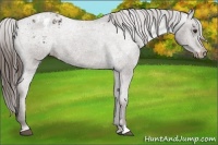Horse Color:Liver Chestnut Appaloosa 
