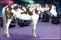 Horse Color:White Spotted Liver Chestnut Splash 