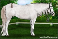 Horse Color:Liver Chestnut Sabino Splash Appaloosa 