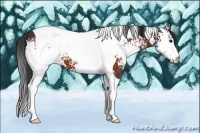 Horse Color:White Spotted Bay Tobiano
