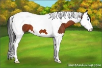 Horse Color:Bay Splash Tobiano 