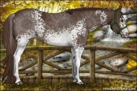 Horse Color:White Spotted Liver Chestnut Rabicano 