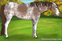 Horse Color:White Spotted Liver Chestnut Ice 