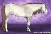 Horse Color:Buckskin Pearl Onyx