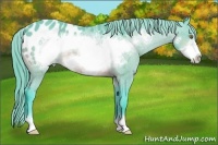 Horse Color:Watercolor Buckskin Sabino Frame Appaloosa 