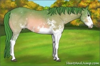 Horse Color:Watercolor White Spotted Bay Splash 