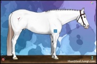 Horse Color:Chestnut Appaloosa