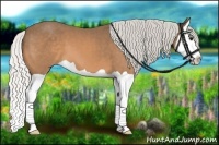 Horse Color:Silver Buckskin Splash 