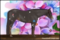 Horse Color:White Spotted Liver Chestnut Frame 