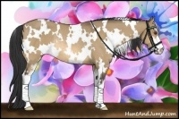 Horse Color:White Spotted Buckskin Dun Sabino Rabicano 