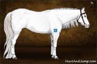 Horse Color:Palomino Dun Appaloosa  and Palomino Dun Appaloosa 