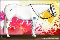 Horse Color:Chestnut Snowcap