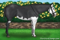 Horse Color:Black  and Black Splash 