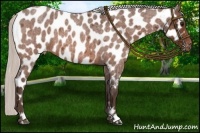 Horse Color:Silver Bay Roan Near Leopard 